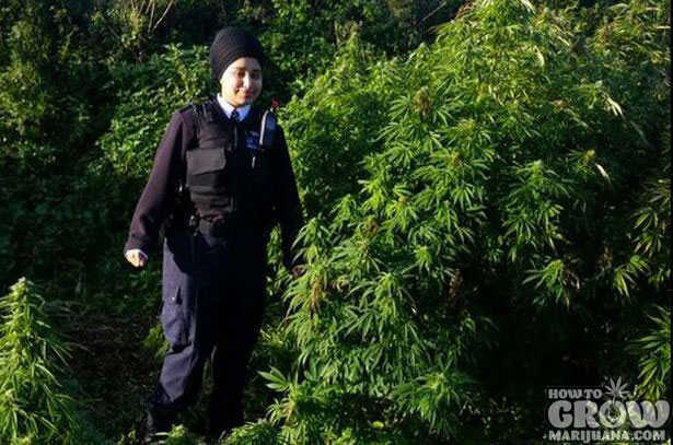 Forest Sized Cannabis Grow Busted