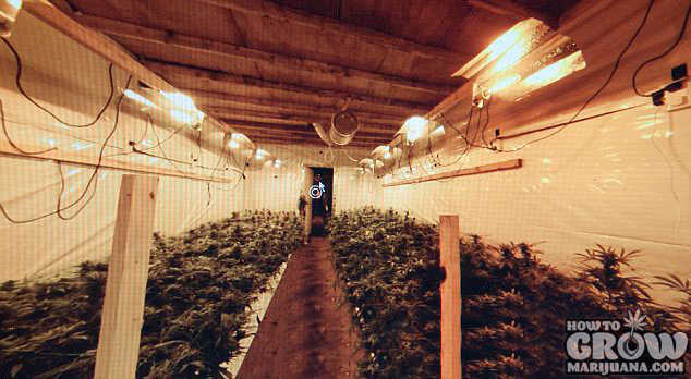 Underground Stealth Marijuana Grow Room