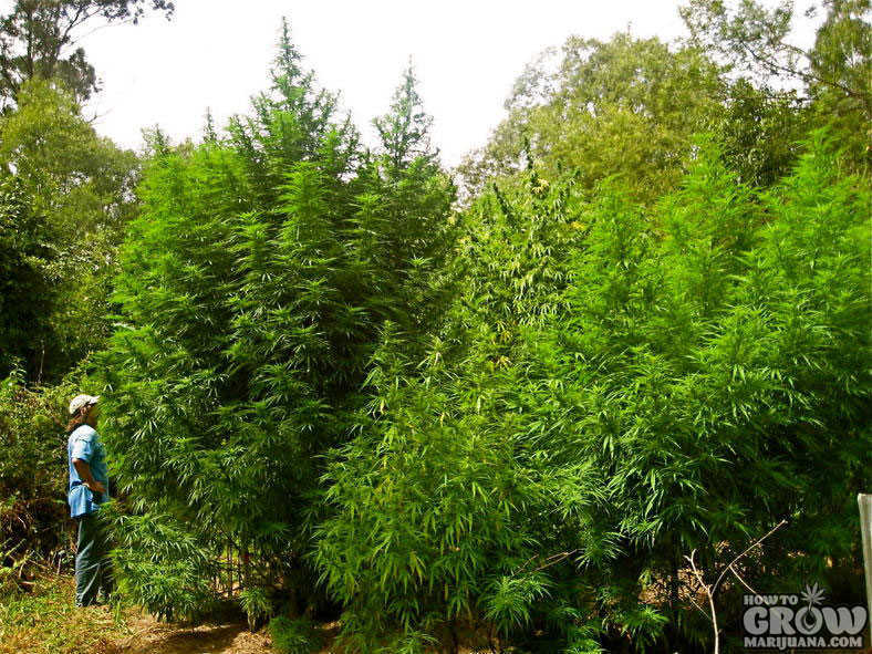 Cannabis Trees Outdoor Grow