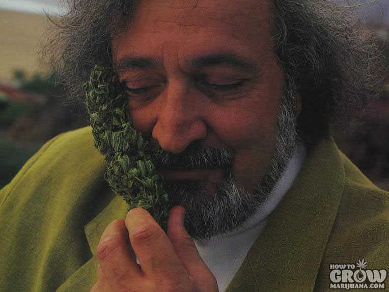 Jack Herer the Cannabis Emperor