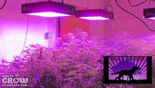 Phytomax 800 Grow Light Cannabis