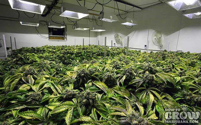 Secrets to Best Marijuana Grow