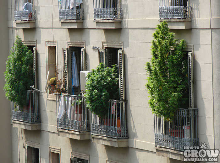 Apartment Window Growing Marijuana Indoors