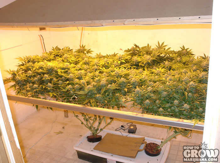Grow Marijuana Indoors SCOG