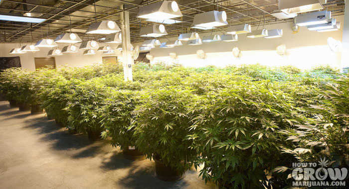 Growing Medical Marijuana Indoors