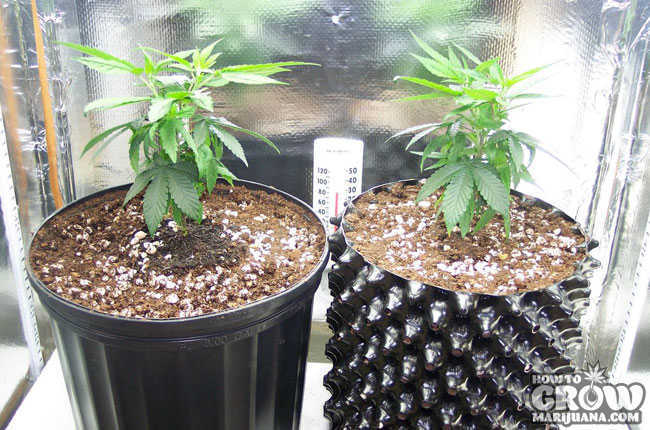 Air Pots vs. Regular Pots Marijuana