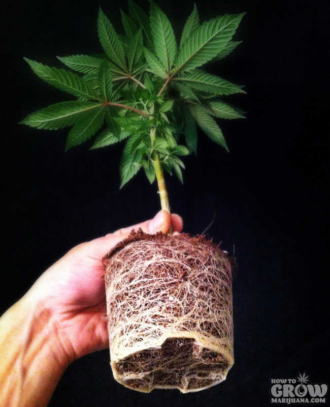 Root Bound Marijuana Plant