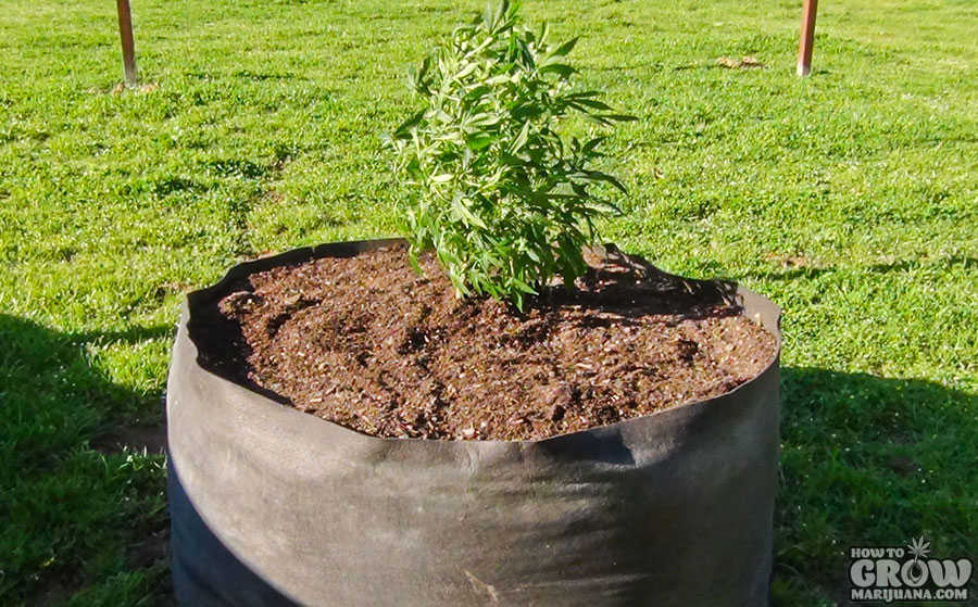 Smart Pots for Better Marijuana