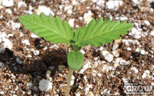 Spring Marijuana Planting
