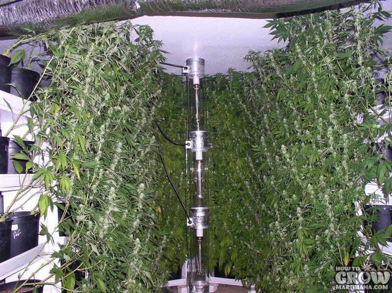 Hydroponic Growing Systems