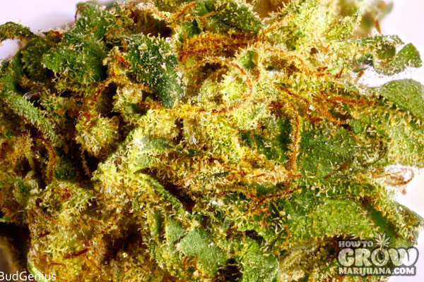 juicy-fruit-cannabis
