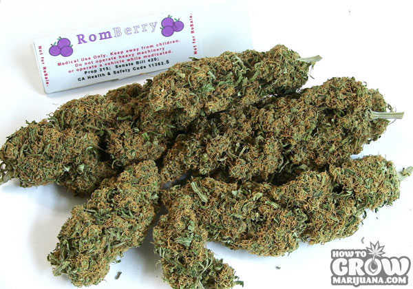 romberry-marijuana-buds