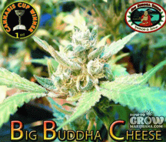 Big Buddha Original Cheese