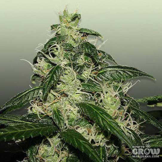 L.A. Cheese Feminized Seeds