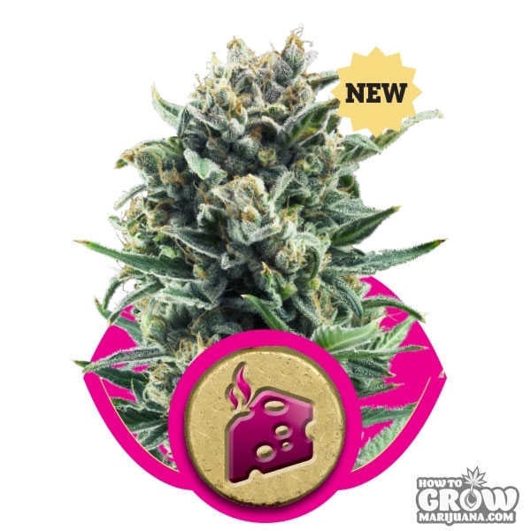 Royal Queen Blue Cheese Feminized Seeds