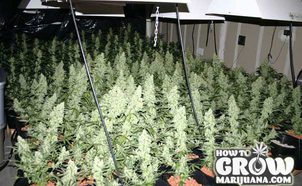 Sea of Green Growing Cannabis