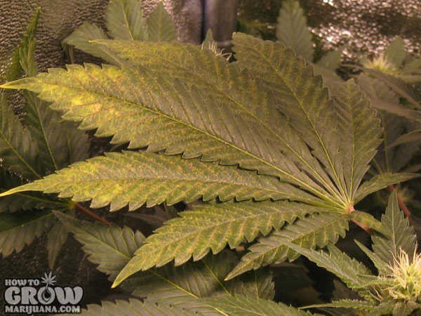 Calcium deficiency marijuana leaves