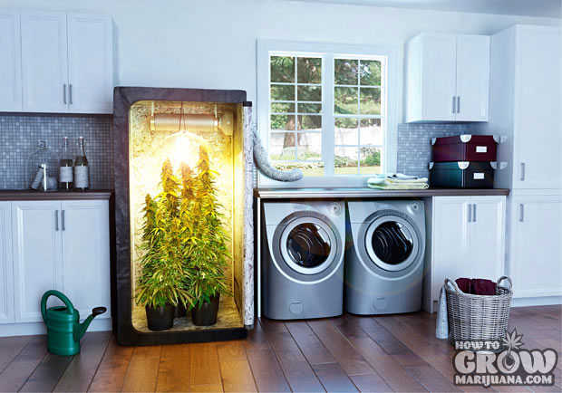 Grow box marijuana