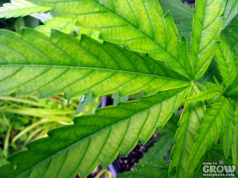 Iron deficiency marijuana bleached leaf
