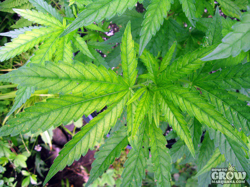 Iron deficiency marijuana closeup