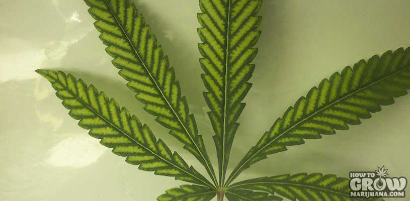 Magnesium deficiency marijuana leaves