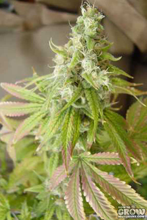 Molybdenum deficiency marijuana flower