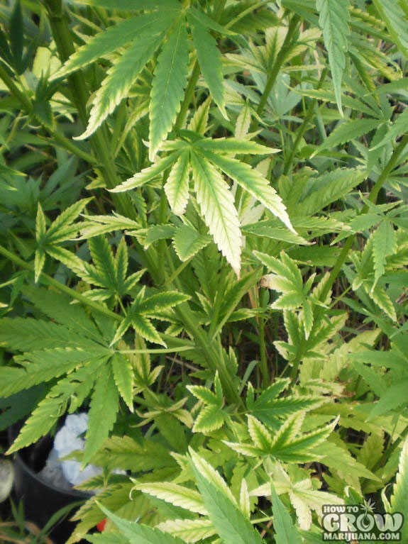 Potassium deficiency marijuana yellowing