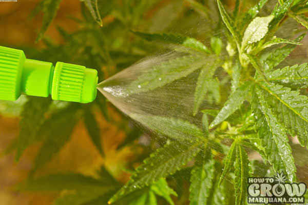 Spray cannabis plants