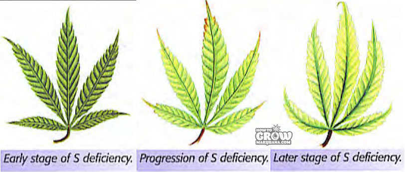 Sulfur deficiency marijuana progression