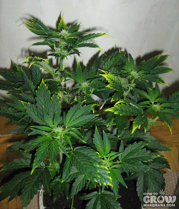 Zinc deficiency marijuana yellowing