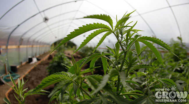 Organic Marijuana Grown in Greenhouse