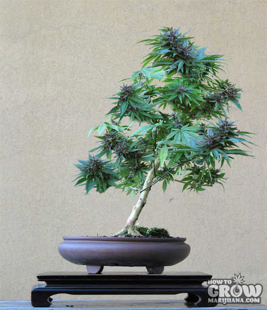 photoshopped bonsai marijuana