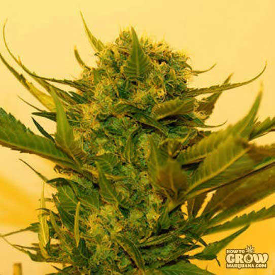 Hortilabs Sour Power Seeds