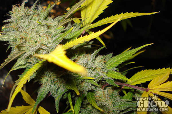 full-flowering-marijuana-plant