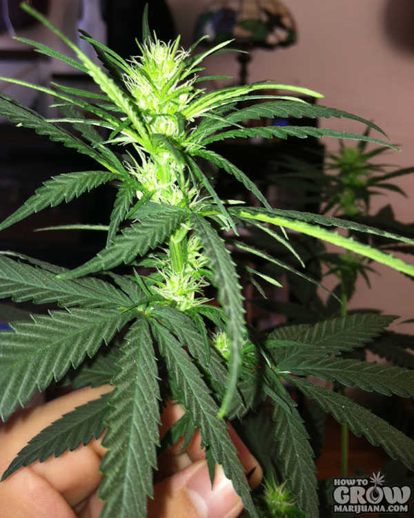 marijuana-flowering