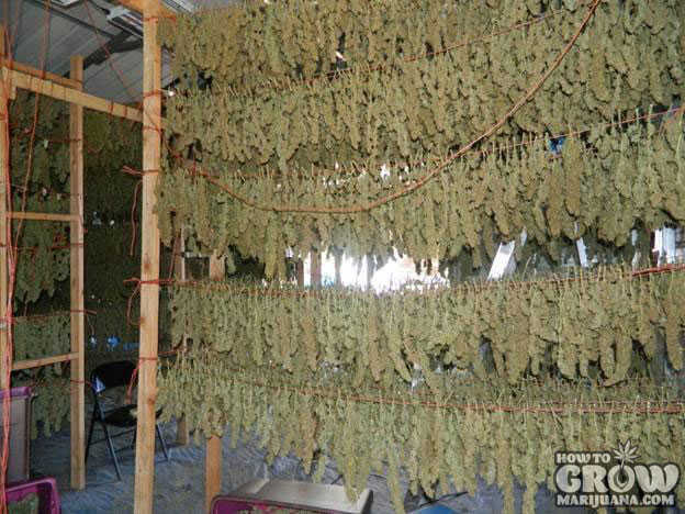 drying-and-curing-marijuana