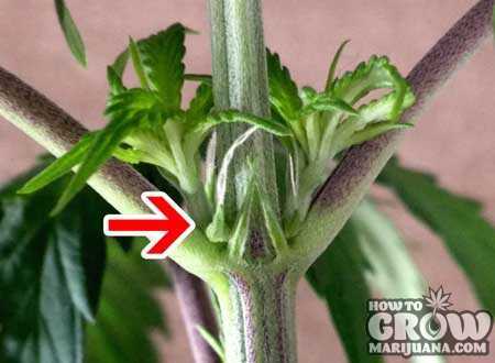 marijuana-pre-flowering
