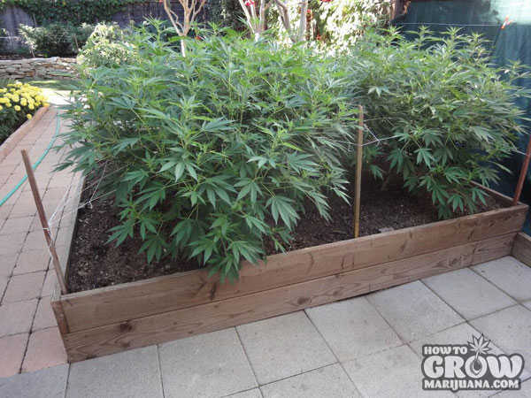 Cannabis Outdoors in Raised Beds