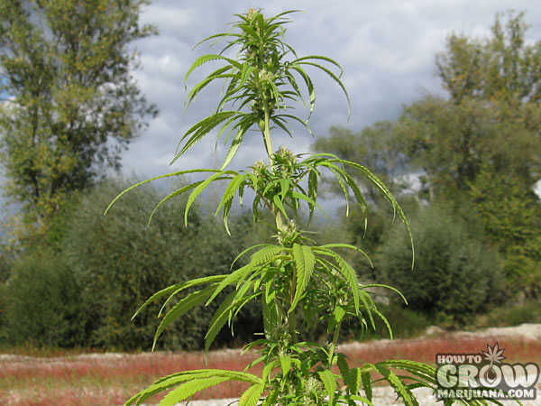 Cannabis Ruderalis Growing Wild