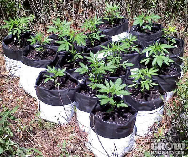 Young Autoflowering Cannabis in Grow Bags