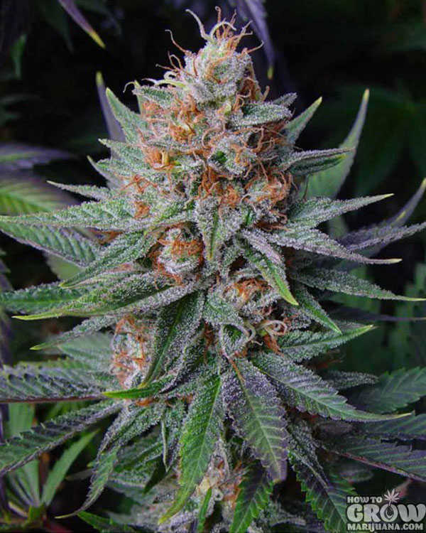 Soma - Lavender Feminised Marijuana Seeds