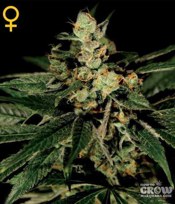 Trainwreck feminised seeds by Green House