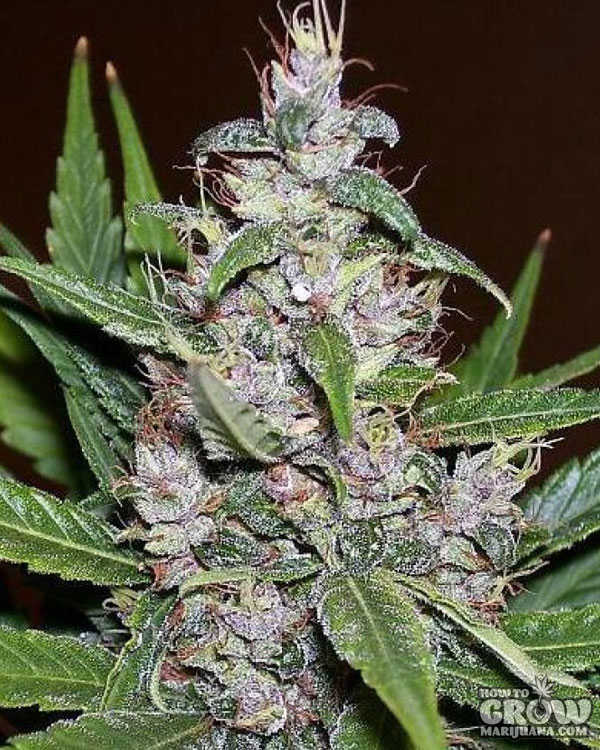 aurora cannabis