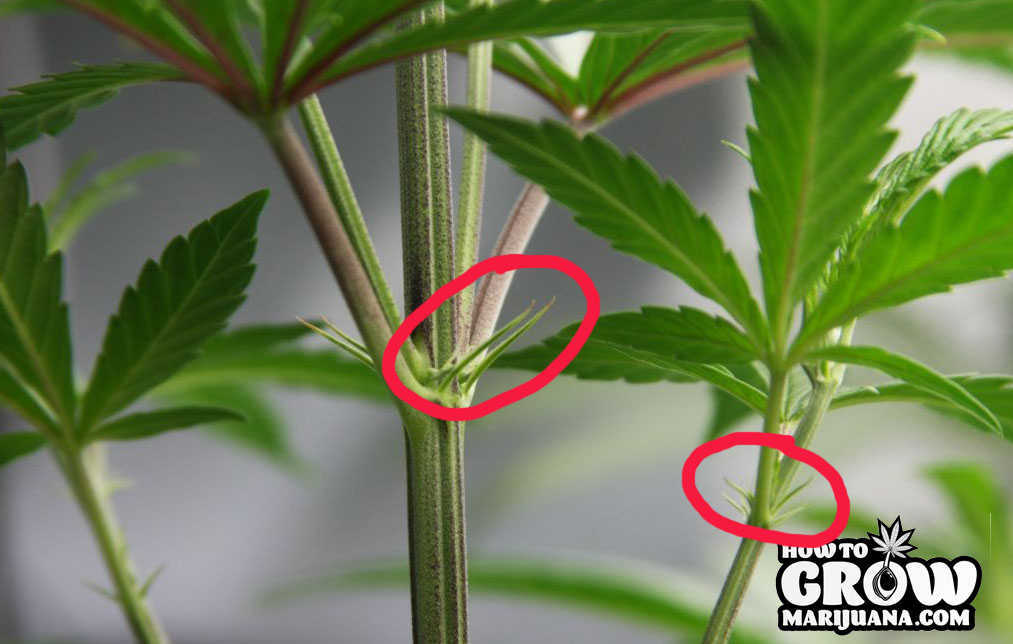 pre-flowering female marijuana