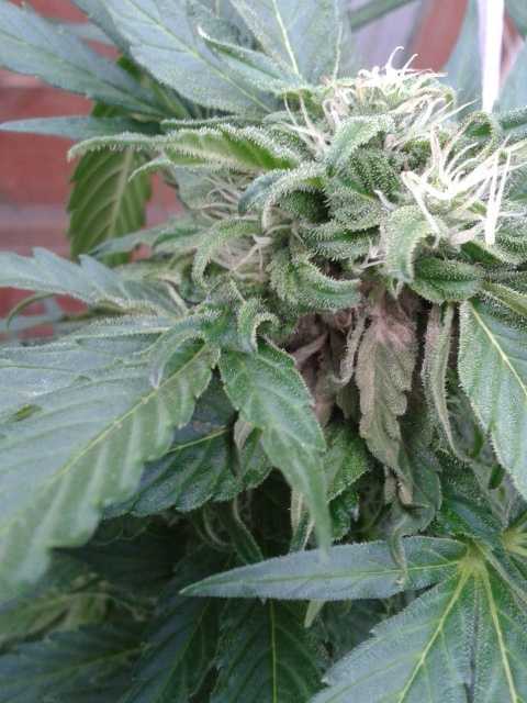 cannabis-outdoors-bud-rot