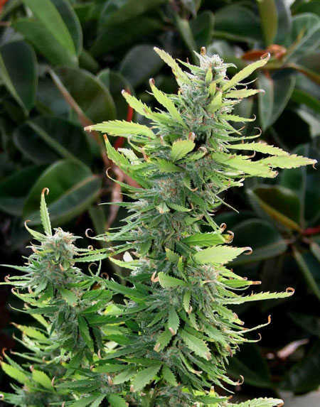 https://howtogrowmarijuana.com/wp-content/uploads/2010/02/cannabis-outdoors-ready-to-harvest.jpg
