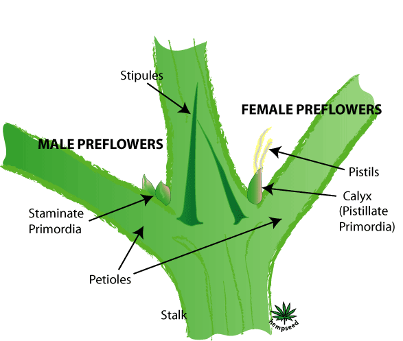 grow-marijuana-outdoors-preflowers