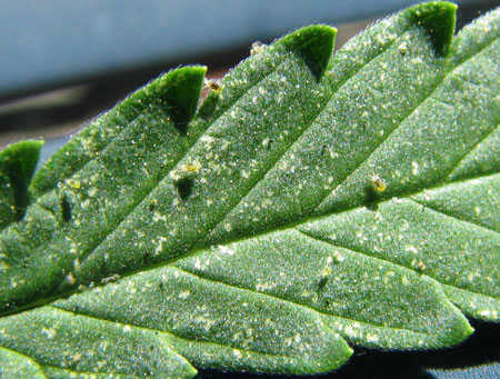 spider-mites-on-marijuana-plants
