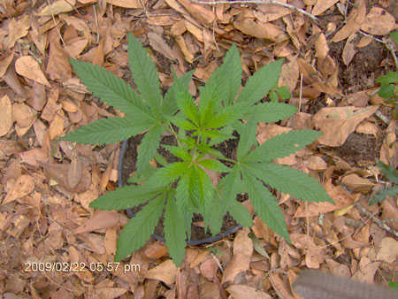 young-cannabis-plant