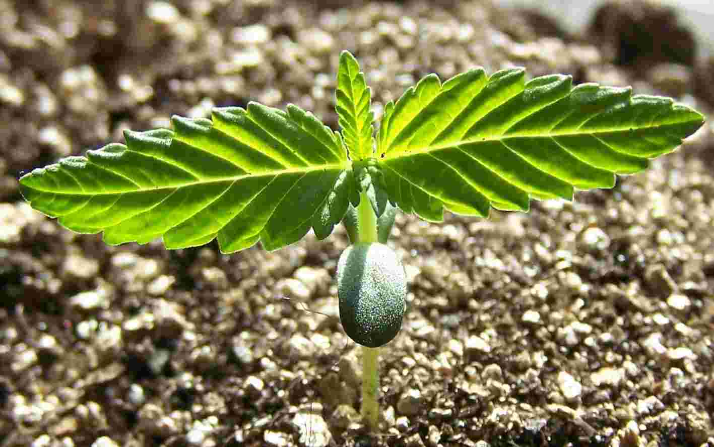 Marijuana_seedling